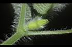 青牛膽-雌花苞03.JPG