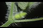 青牛膽-雌花苞04.JPG