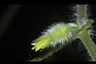 青牛膽-雌花苞05.JPG