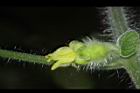 青牛膽-雌花苞09.JPG