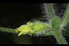 青牛膽-雌花苞10.JPG