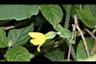 青牛膽-雌花苞11.JPG