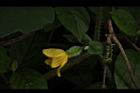 青牛膽-雌花苞12.JPG