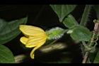 青牛膽-雌花苞14.JPG