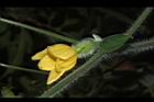 青牛膽-雌花苞16.JPG