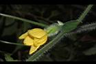 青牛膽-雌花苞17.JPG