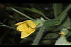 青牛膽-雌花苞18.JPG