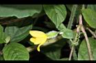 青牛膽-雌花苞19.JPG