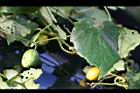 青牛膽06.jpg