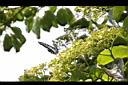 青脆枝-花序00.jpg