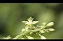 青脆枝-花萼00.jpg