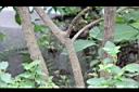 青脆枝-莖00.jpg