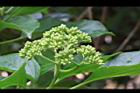 青脆枝-花苞03.jpg