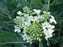 青花菜-白花00.JPG