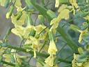 青花菜-黃花04.jpg