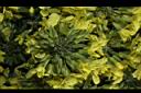 青花菜-花13.JPG