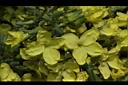 青花菜-花18.JPG