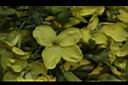 青花菜-花20.JPG