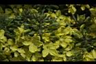 青花菜-花02.JPG