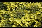青花菜-花07.JPG