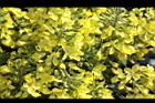 青花菜-花10.JPG
