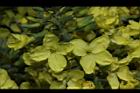 青花菜-花17.JPG