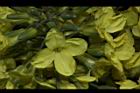 青花菜-花19.JPG