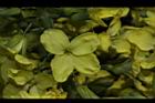 青花菜-花21.JPG