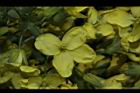 青花菜-花22.JPG
