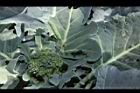 青花菜-花苔01.JPG