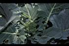 青花菜06.JPG
