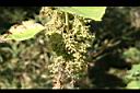 青苧麻-實06.jpg