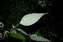 青苧麻-葉背15.JPG
