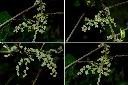 青苧麻-雌花.jpg