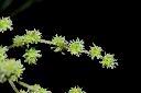 青苧麻-雌花14.JPG