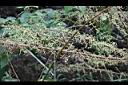 青苧麻-莖00.JPG