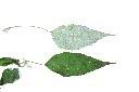 青苧麻-葉05.JPG