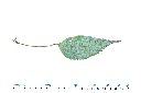 青苧麻-葉背08.JPG