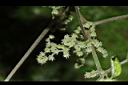 青苧麻-雌花02.JPG