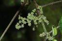 青苧麻-雌花03.JPG