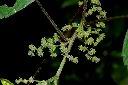 青苧麻-雌花05.JPG