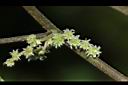 青苧麻-雌花08.JPG