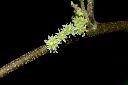 青苧麻-雌花11.JPG