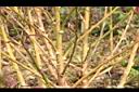 青葙-莖05.JPG