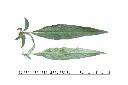 青葙-葉03.JPG