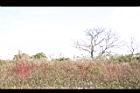 青葙-實01.JPG