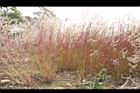 青葙-實03.JPG