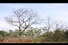 青葙-生態05.JPG