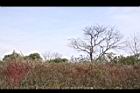 青葙-生態07.JPG