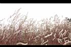 青葙-生態39.JPG